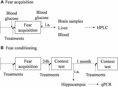 Epinephrine Released During Traumatic Events May Strengthen Contextual Fear Memory Through Increased Hippocampus mRNA Expression of Nr4a Transcription Factors